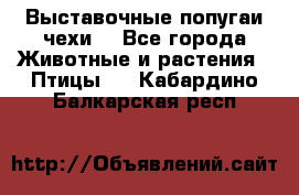 Выставочные попугаи чехи  - Все города Животные и растения » Птицы   . Кабардино-Балкарская респ.